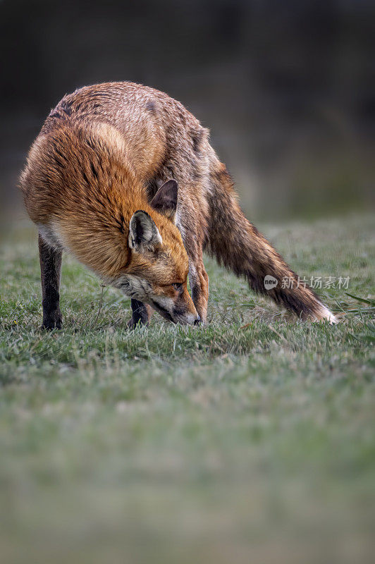 红狐(Vulpes Vulpes)